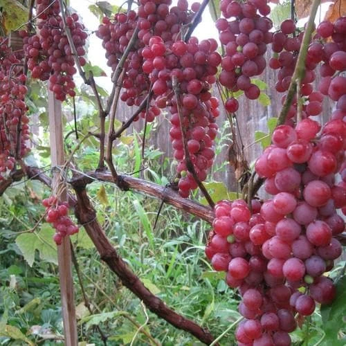 Grape Vanessa - Indoor Or Outdoor Almost Seedless 1 Grape Vanessa - Indoor Or Outdoor Almost Seedless