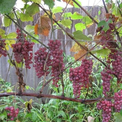Grape Vanessa - Indoor Or Outdoor Almost Seedless 2 Grape Vanessa - Indoor Or Outdoor Almost Seedless - Image 2