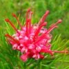 Grevillea Rosmarinifolia Canberra Gem