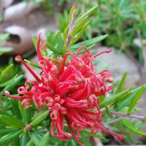 Grevillea Rosmarinifolia Canberra Gem 3 Grevillea Rosmarinifolia Canberra Gem - Image 3
