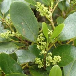 Seaside Hedge Mix -Future Forests Griselinia littoralis 01
