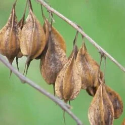 Halesia Carolina - Snowdrop Tree -Future Forests Halesia carolina 05