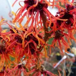 Hamamelis X Intermedia Jelena -Future Forests Hamamelis int Jelena 02
