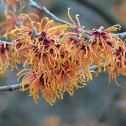 Hamamelis X Intermedia Jelena -Future Forests Hamamelis int Jelena 04