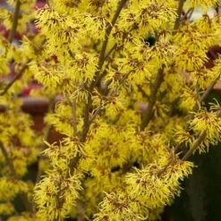 Hamamelis X Intermedia Arnold Promise -Future Forests Hamamelis intermedia Arnold Promise 03