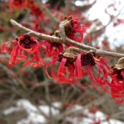 Hamamelis X Intermedia Diane -Future Forests Hamamelis intermedia Diane 04