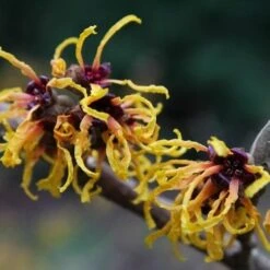 Hamamelis X Intermedia Orange Beauty -Future Forests Hamamelis x intermedia Orange Beauty 2