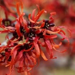 Hamamelis X Intermedia Orange Beauty -Future Forests Hamamelis x intermedia Orange Beauty 3