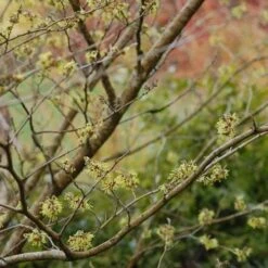 Hamamelis X Intermedia Pallida -Future Forests Hamamelis x intermedia Pallida 03