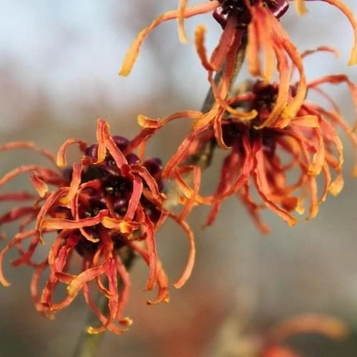 Hamamelis X Intermedia Ruby Glow 2 Hamamelis X Intermedia Ruby Glow - Image 2