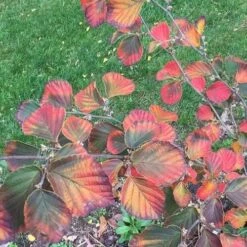 Hamamelis X Intermedia Ruby Glow 6 Hamamelis X Intermedia Ruby Glow -Future Forests Hamamelis x intermedia Ruby Glow 2