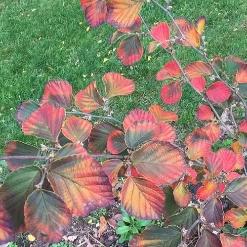 Hamamelis X Intermedia Ruby Glow 3 Hamamelis X Intermedia Ruby Glow - Image 3