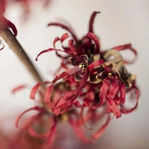 Hamamelis X Intermedia Ruby Glow 4 Hamamelis X Intermedia Ruby Glow - Image 4