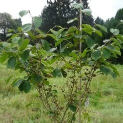 Hamamelis X Intermedia Westerstede -Future Forests Hamamelis x intermedia Westerstede 3