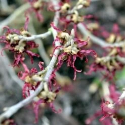 Hamamelis X Intermedia Birgit -Future Forests Hamamelisint. Birgit 03