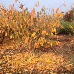 Hamamelis X Intermedia Birgit -Future Forests Hamamelisint. Birgit 04