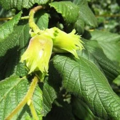 Cobnut - Corylus Avellana Cosford Cob -Future Forests Hazel Cosford Cob 03
