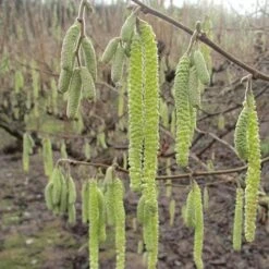 Cobnut - Corylus Avellana Cosford Cob -Future Forests Hazel Cosford Cob 04
