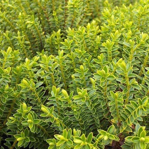 Hebe Buxifolia Nana 1 Hebe Buxifolia Nana