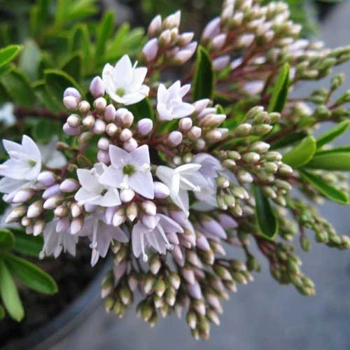 Hebe Buxifolia Nana 2 Hebe Buxifolia Nana - Image 2