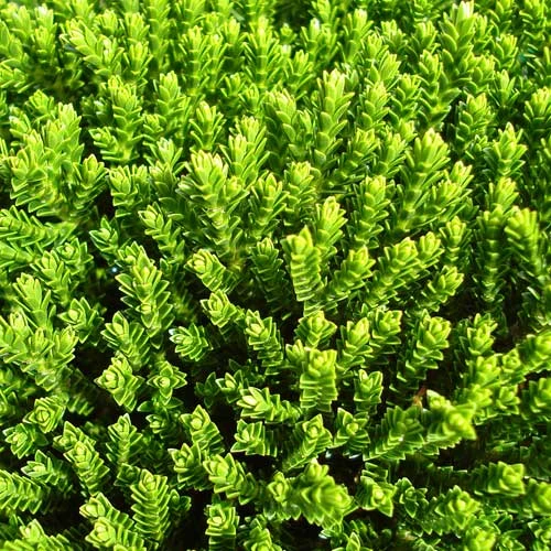 Hebe Buxifolia Nana 3 Hebe Buxifolia Nana - Image 3