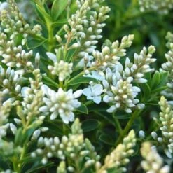 Hebe Buxifolia Nana 9 Hebe Buxifolia Nana -Future Forests Hebe Buxifolia 04