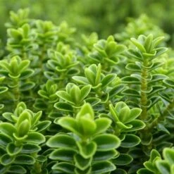 Hebe Buxifolia Nana 10 Hebe Buxifolia Nana -Future Forests Hebe Buxifolia 05