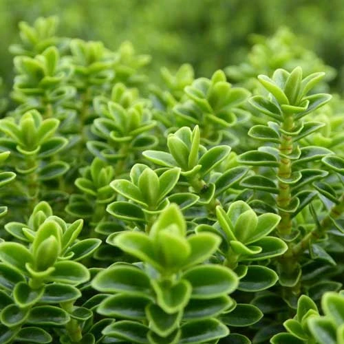 Hebe Buxifolia Nana 5 Hebe Buxifolia Nana - Image 5