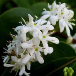 Heptacodium Miconioides