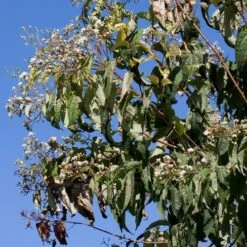 Heptacodium Miconioides -Future Forests Heptacodium miconioides 06