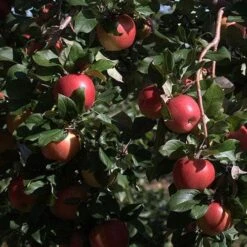 Apple Honeycrisp -Future Forests Honeycrisp04