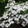 Hydrangea Macrophylla Runaway Bride