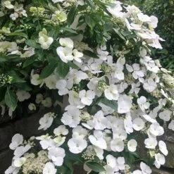 Hydrangea Macrophylla Runaway Bride -Future Forests Hydrangea Runaway Bride 03