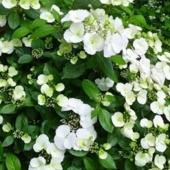 Hydrangea Macrophylla Runaway Bride -Future Forests Hydrangea Runaway Bride 04