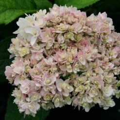 Future Forests -Future Forests Hydrangea inv. Yokudanka 02