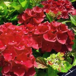 Hydrangea Macrophylla Red Baron -Future Forests Hydrangea mac. Red Baron 03