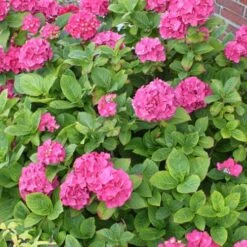 Hydrangea Macrophylla Red Baron -Future Forests Hydrangea mac. Red Baron 04