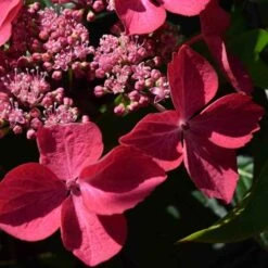 Hydrangea Macrophylla Selina -Future Forests Hydrangea mac. Selina 02