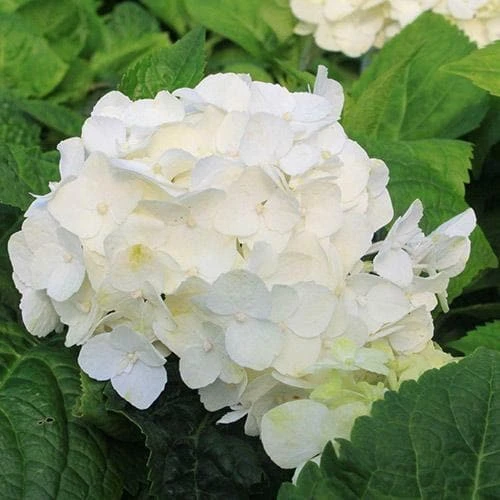 Hydrangea Macrophylla Shakira® 1 Hydrangea Macrophylla Shakira®