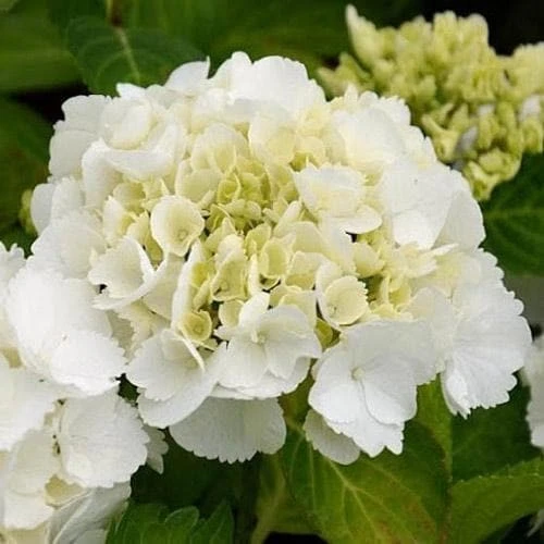 Hydrangea Macrophylla Shakira® 2 Hydrangea Macrophylla Shakira® - Image 2