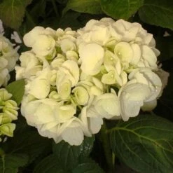 Hydrangea Macrophylla Shakira® 8 Hydrangea Macrophylla Shakira® -Future Forests Hydrangea macrophylla Shakira 03