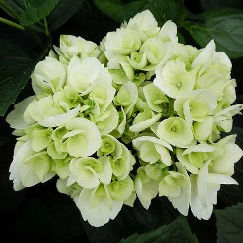 Hydrangea Macrophylla Shakira® 4 Hydrangea Macrophylla Shakira® - Image 4