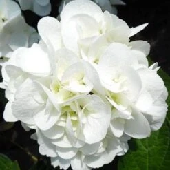 Hydrangea Macrophylla Shakira® 11 Hydrangea Macrophylla Shakira® -Future Forests Hydrangea macrophylla Shakira 06