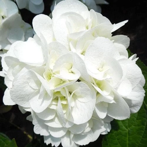 Hydrangea Macrophylla Shakira® 6 Hydrangea Macrophylla Shakira® - Image 6