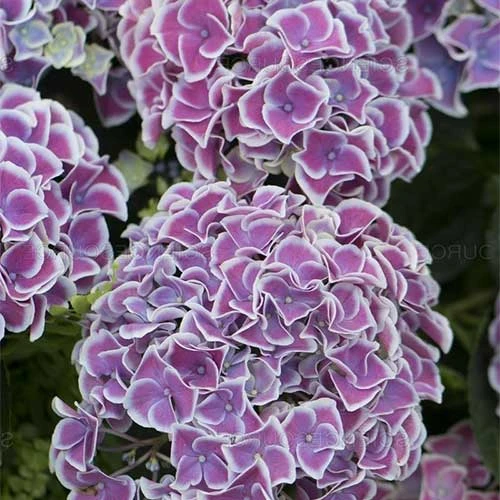 Hydrangea Macrophylla Tivoli 2 Hydrangea Macrophylla Tivoli - Image 2