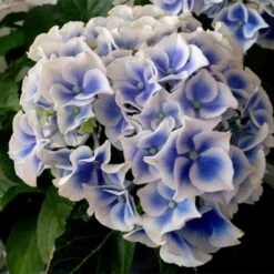Hydrangea Macrophylla Tivoli 7 Hydrangea Macrophylla Tivoli -Future Forests Hydrangea macrophylla Tivoli 04