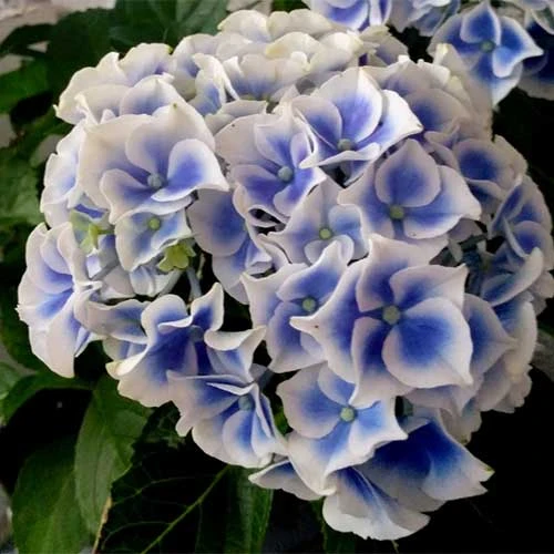 Hydrangea Macrophylla Tivoli 4 Hydrangea Macrophylla Tivoli - Image 4