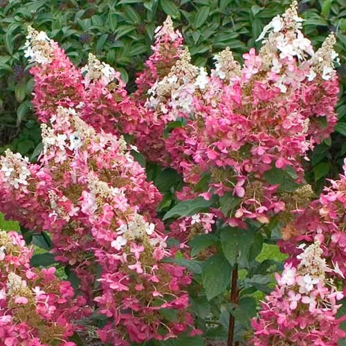 Hydrangea Paniculata Pinky Winky 5 Hydrangea Paniculata Pinky Winky - Image 5