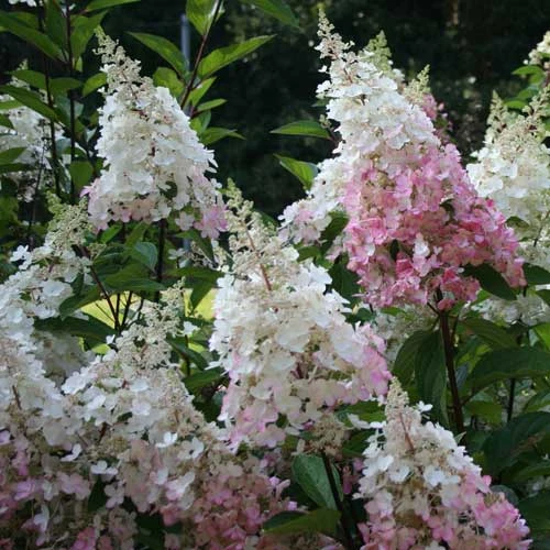 Hydrangea Paniculata Pinky Winky 2 Hydrangea Paniculata Pinky Winky - Image 2