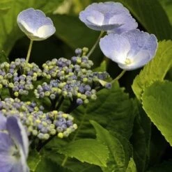 Hydrangea Macrophylla Bläuling (Bluebird)
